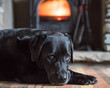 A black Labrador dog relaxing in front of the fire 