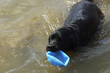 A black dog comes out of the water with a ball.