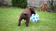 Chocolate Labrador Puppy with a Ball