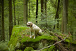 Yellow labrador retriever in deep forest.