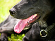 schwarzer Hund, close-up, Maul un Nase Detail,15, Labrador Misch