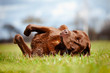 brown labrador dog rolling on the grass
