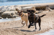 zwei Hunde toben am Strand