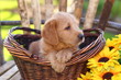 Adorable Poodle Mix Puppy Sitting in Basket with Sunflowers
