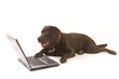Brown labrador working on laptop on white ground