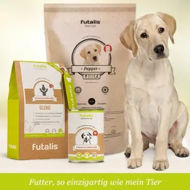 Welches Futter für Labrador?