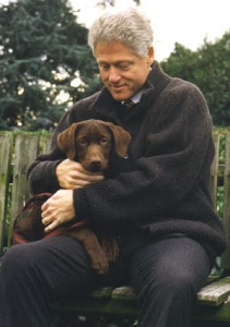 Bill Clinton mit einem seiner Labradore