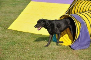 Labrador Agility