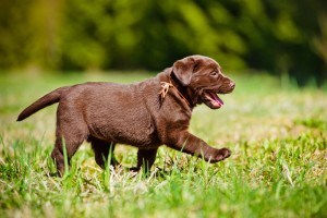 Gesunde Labrador Welpen