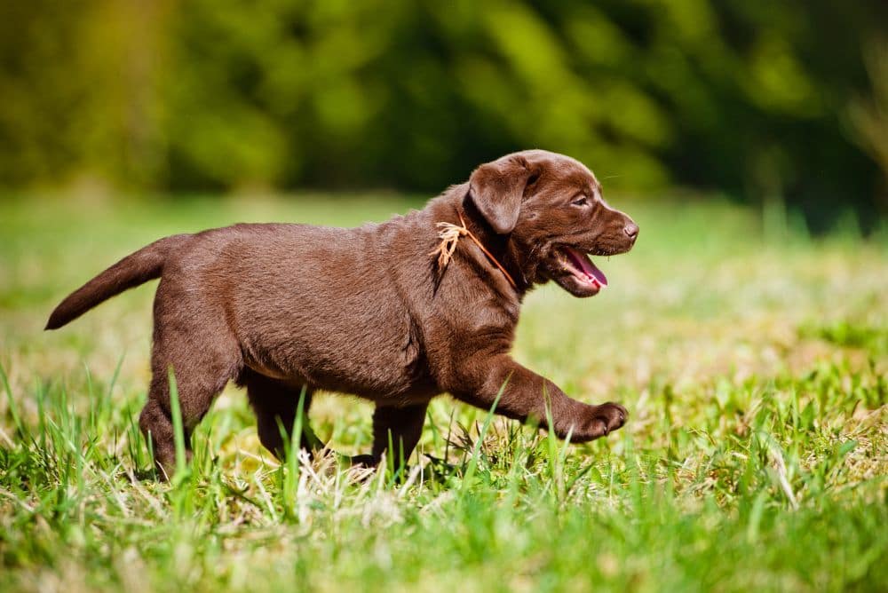 Labrador Retriever Welpen