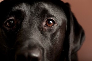 Labrador Augen Reinigen und Pflegen