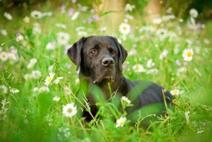 Labrador Deckrüde