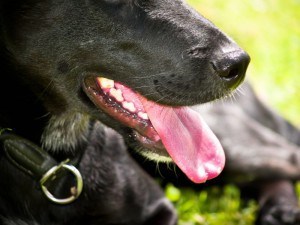 Durchfall beim Labrador