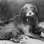 Labrador Avon