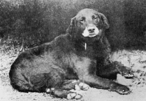 Labrador Avon