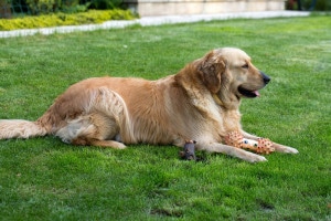 Labrador Golden Retriever Mischling