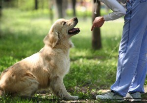 Labrador Kommandos erlernen