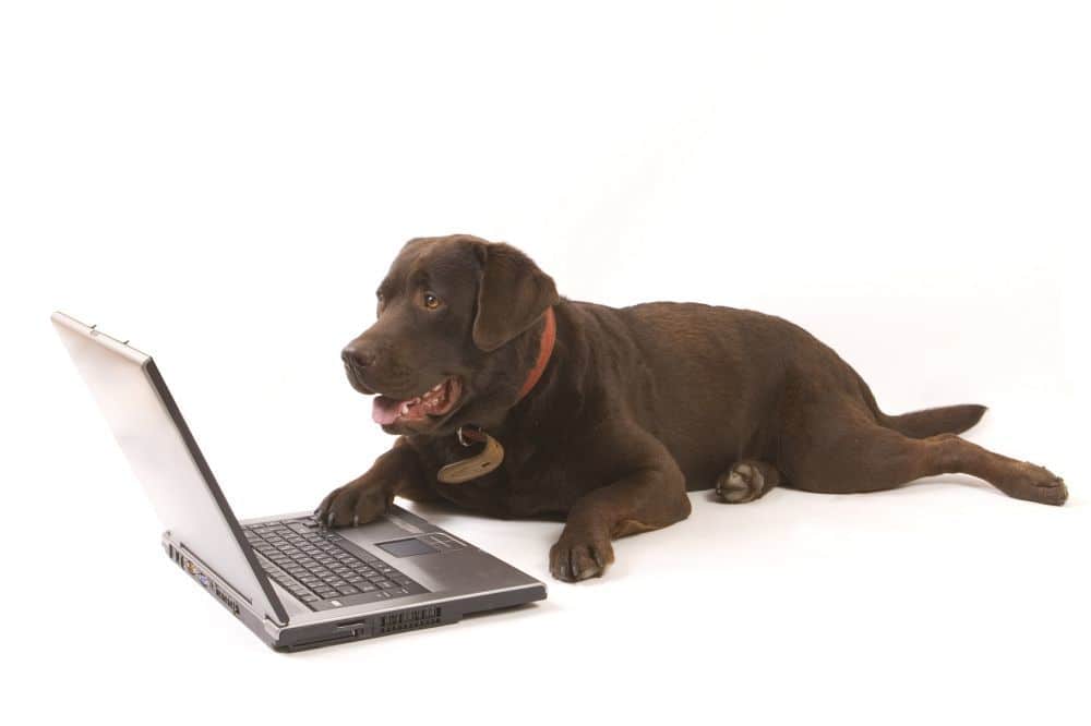 Labrador Kontakt