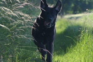 Labrador Mix