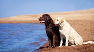 Urlaub an Nordsee oder Ostsee mit Labrador