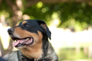 Labrador Rottweiler Mischling