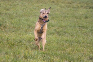 Labrador Schäferhund Mischling
