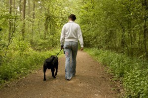 Spaziergang mit Labrador
