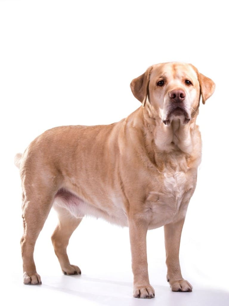 Labrador Übergewicht