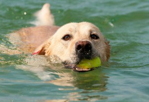 Labrador Wasser
