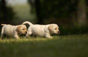 Labrador Welpen Züchter