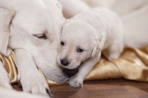 Labrador Züchter