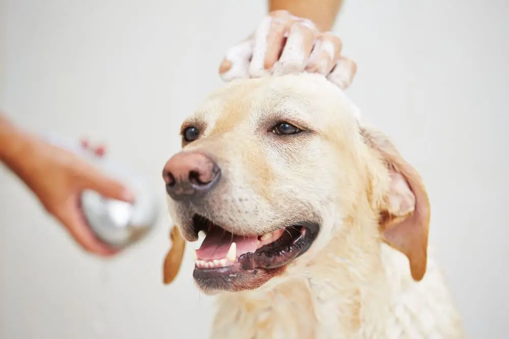 Labrador baden - Nur wenn unbedingt nötig Labrador baden