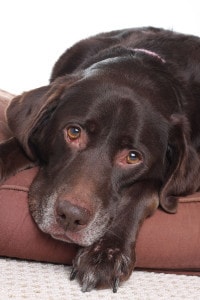 Labrador in Not