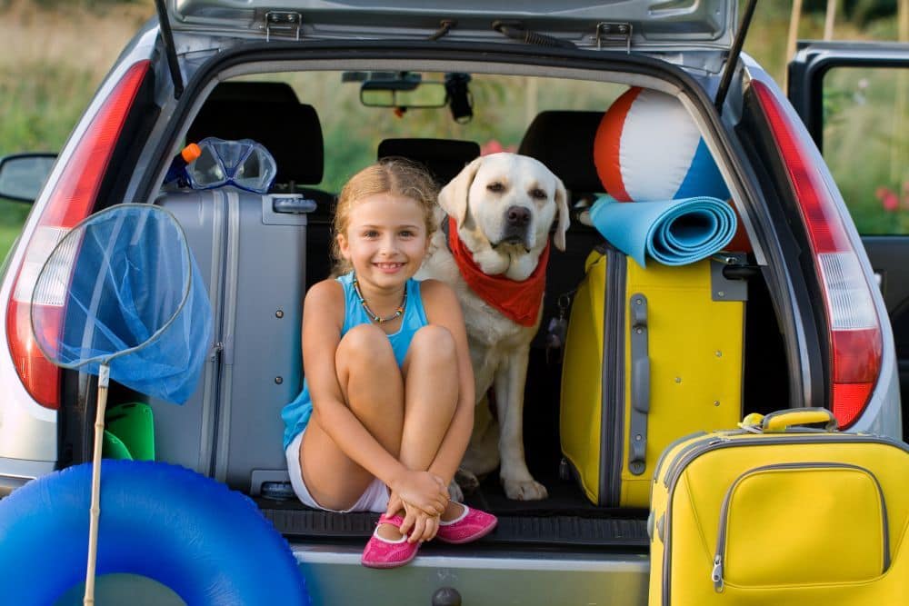 Transport des Hundes im Auto - Labrador Laika