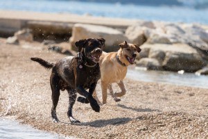 Mit Labrador in den Urlaub