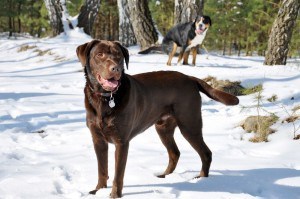 Streusalz Pfoten Labrador Winter Pflege