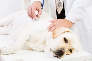 Tierarztkosten Labrador
