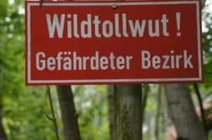 Tollwut beim Labrador ist selten