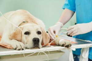 Wann muss mein Labrador zum Tierarzt?