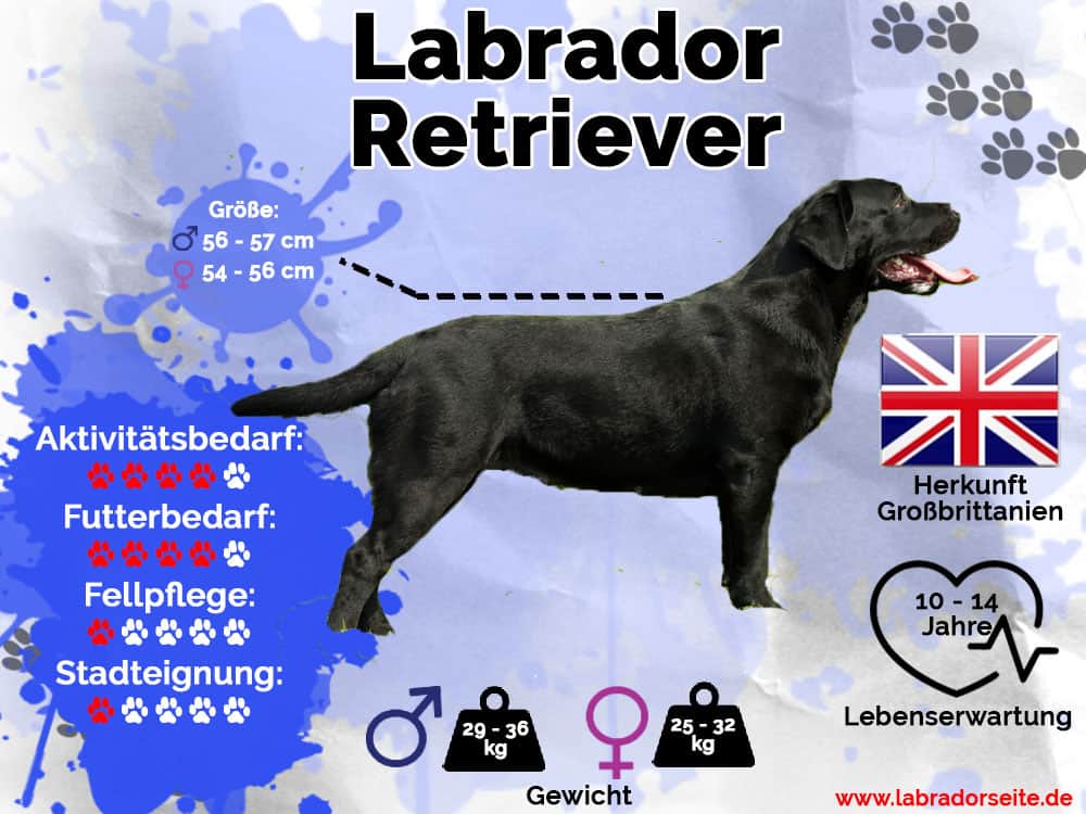 Labrador Retriever Infografik