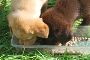 Labrador Welpen Futtermenge