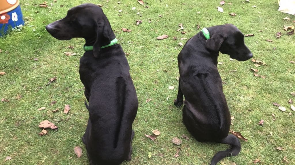 zwei Labrador Ridgeback Mischlinge auf dem Rasen