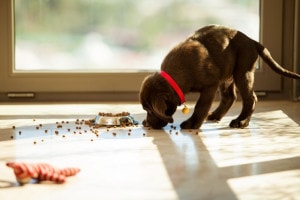 Labrador Welpen Futter