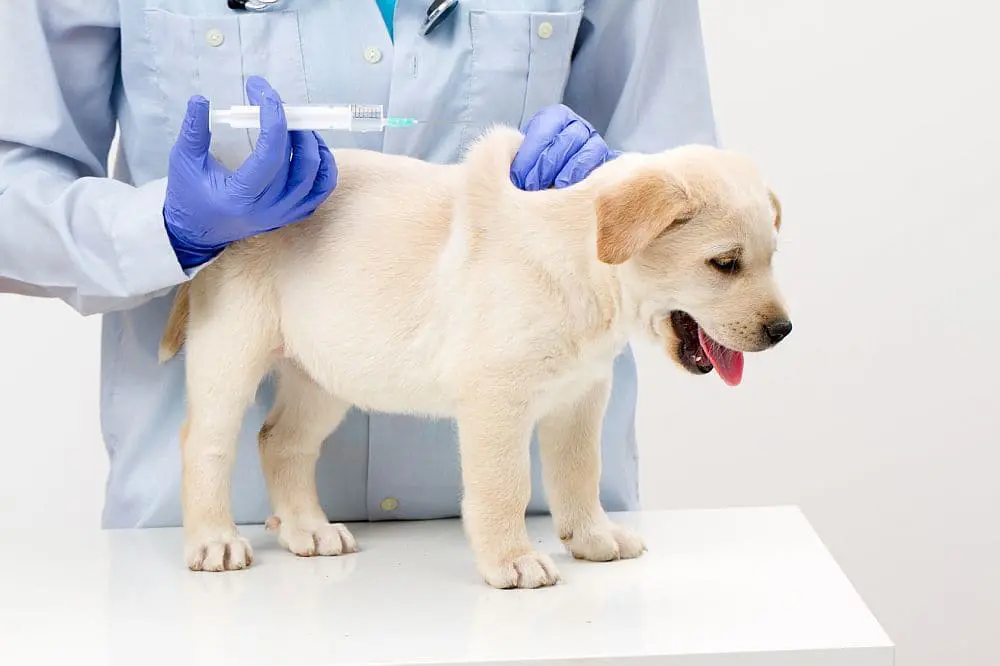 Labrador Welpe wird geiimpft