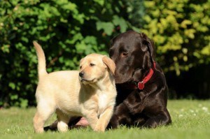 Labrador Welpe mit Muttertier