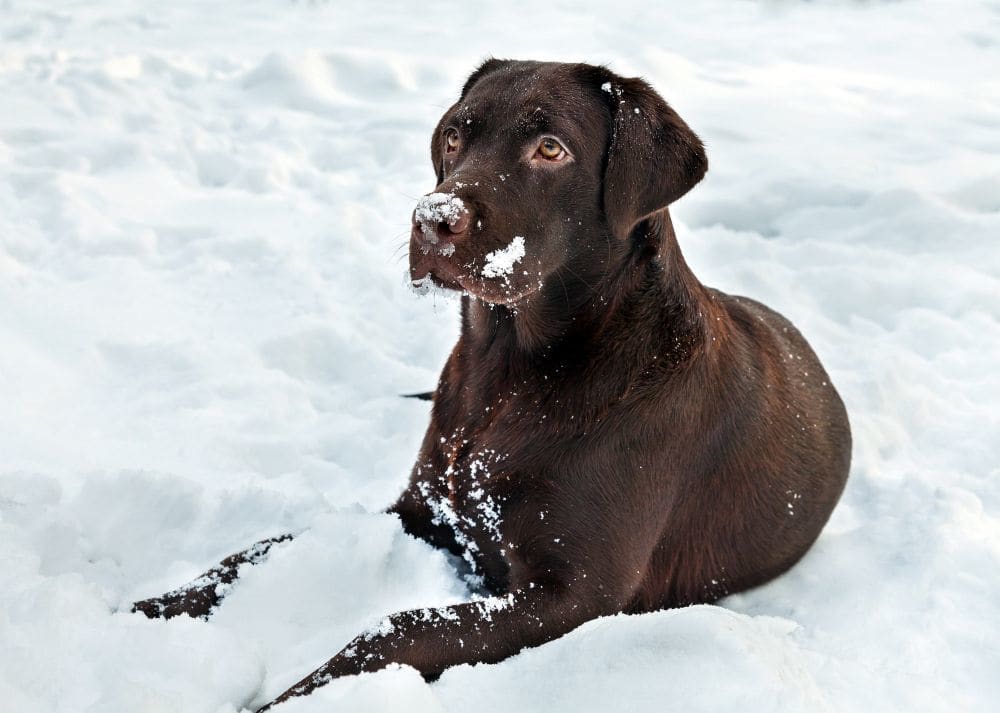 Labrador Retriever Black