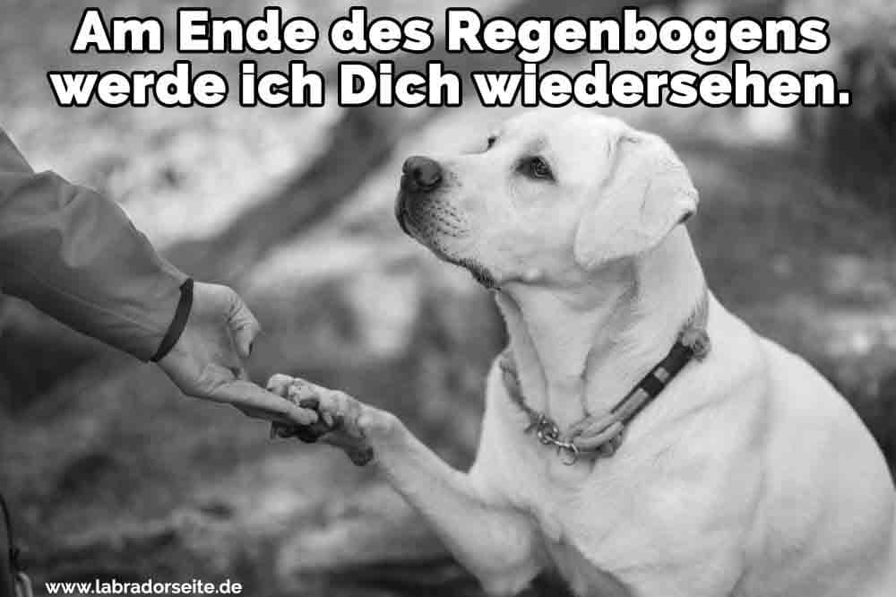 45++ Regenbogenbruecke hund gestorben sprueche info