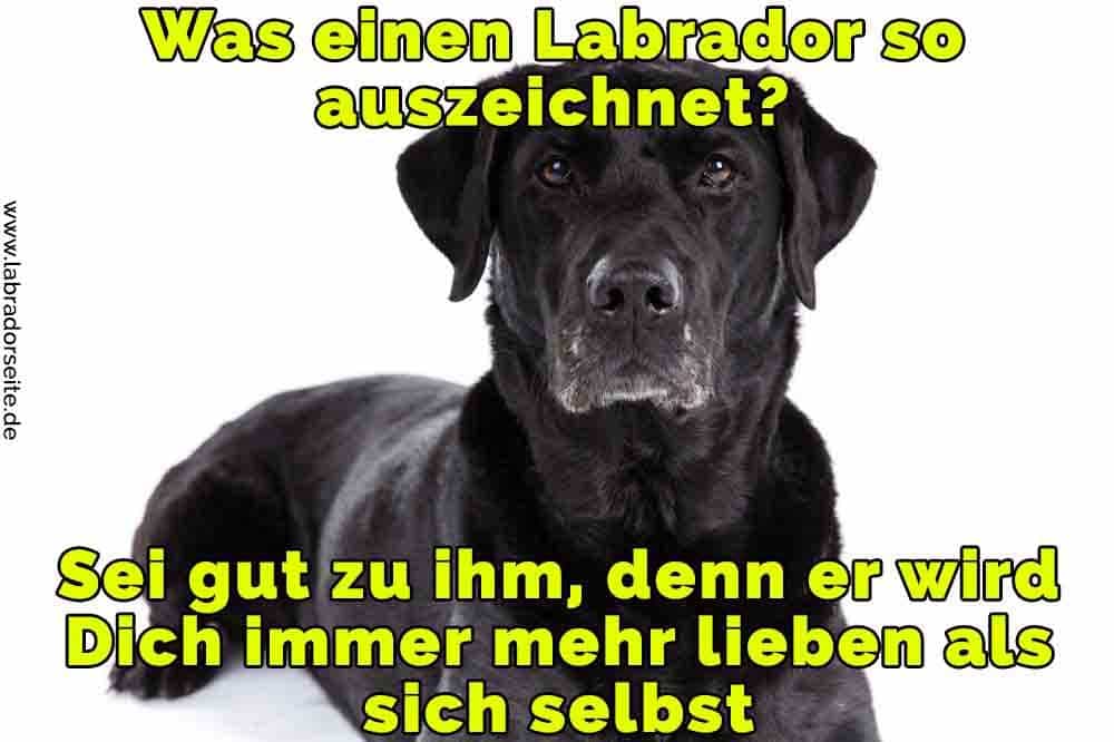 Labrador Zitate Und Sprüche