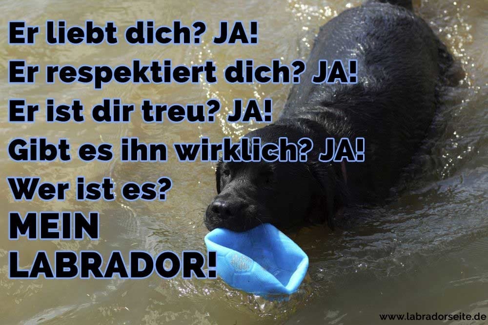 Labrador Zitate Und Sprüche