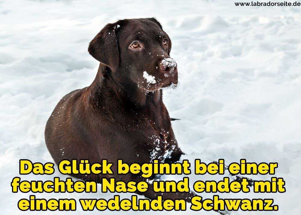 41++ Lustige hunde bilder mit spruechen kostenlos downloaden ideas in 2021 